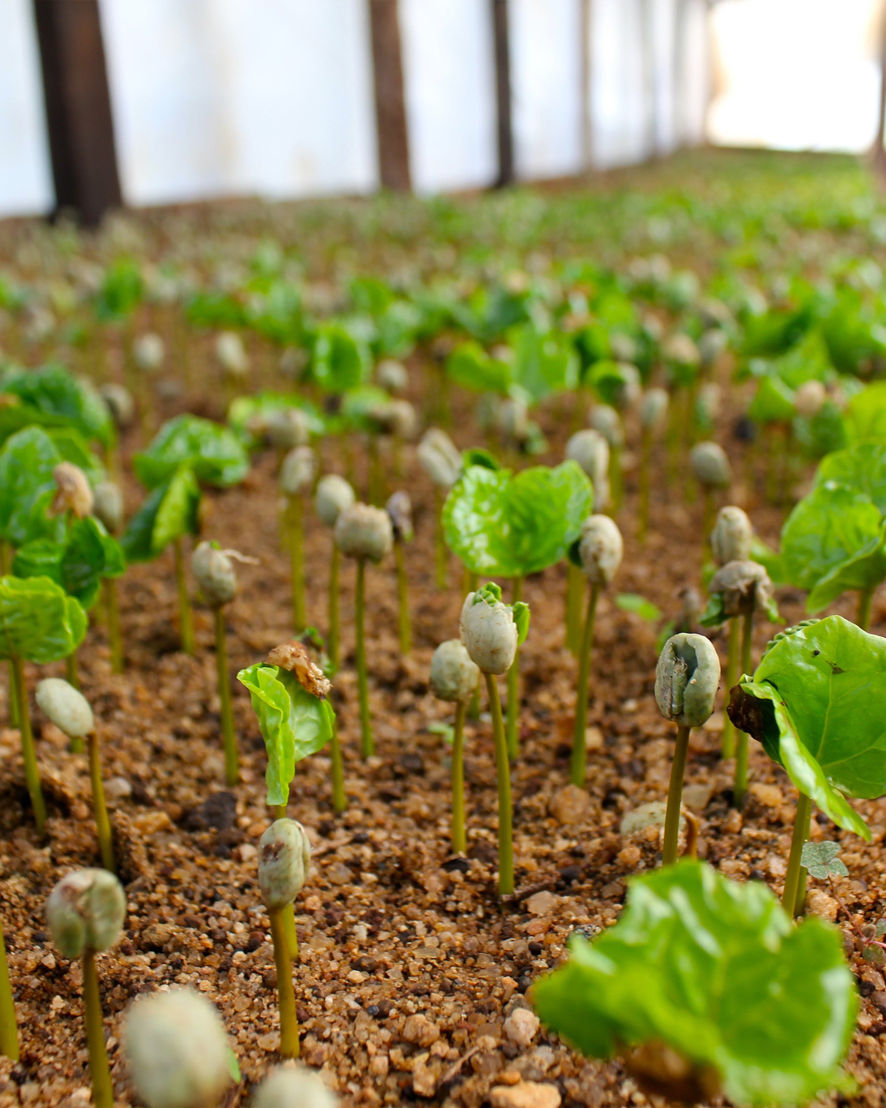 Photo of field of seedlings